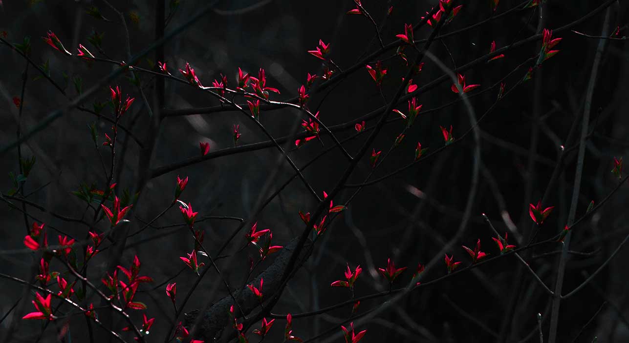 GLADIATOR Kontaktiraje nas